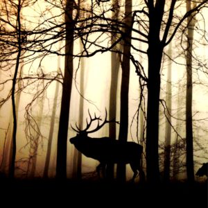 森とトナカイのシルエット1