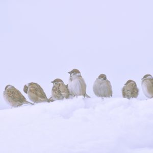 雪の中のすずめ2