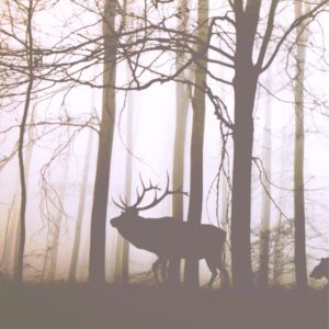 森とトナカイのシルエット2