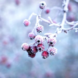 凍ってる赤い実1