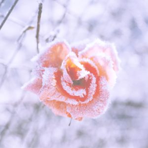 凍ったバラ2