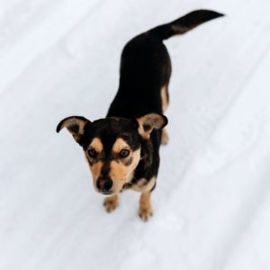 雪の中の黒い犬1