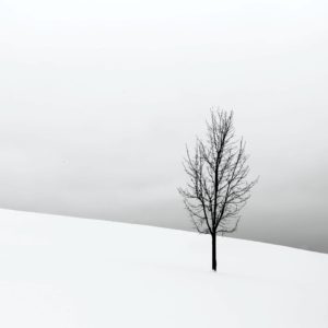 雪の中の１本の木1