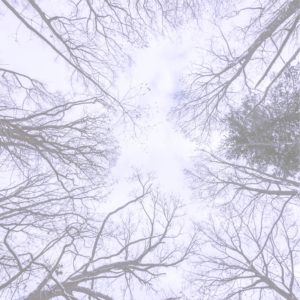 冬の森で見上げた空2