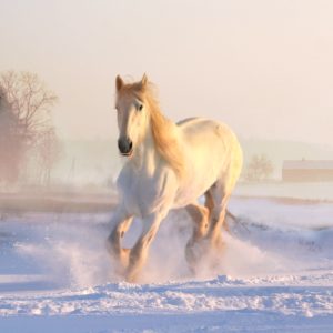 雪の中の白い馬1