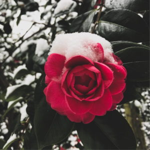 雪が積もったバラ1