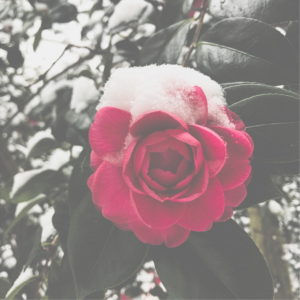 雪が積もったバラ2