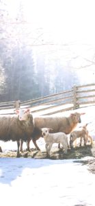 雪の中のひつじ