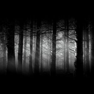 森に差し込む光