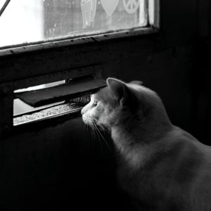 外を覗く猫