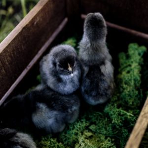 黒いひよこ