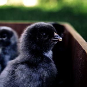黒いひよこ