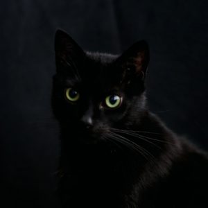 黒猫