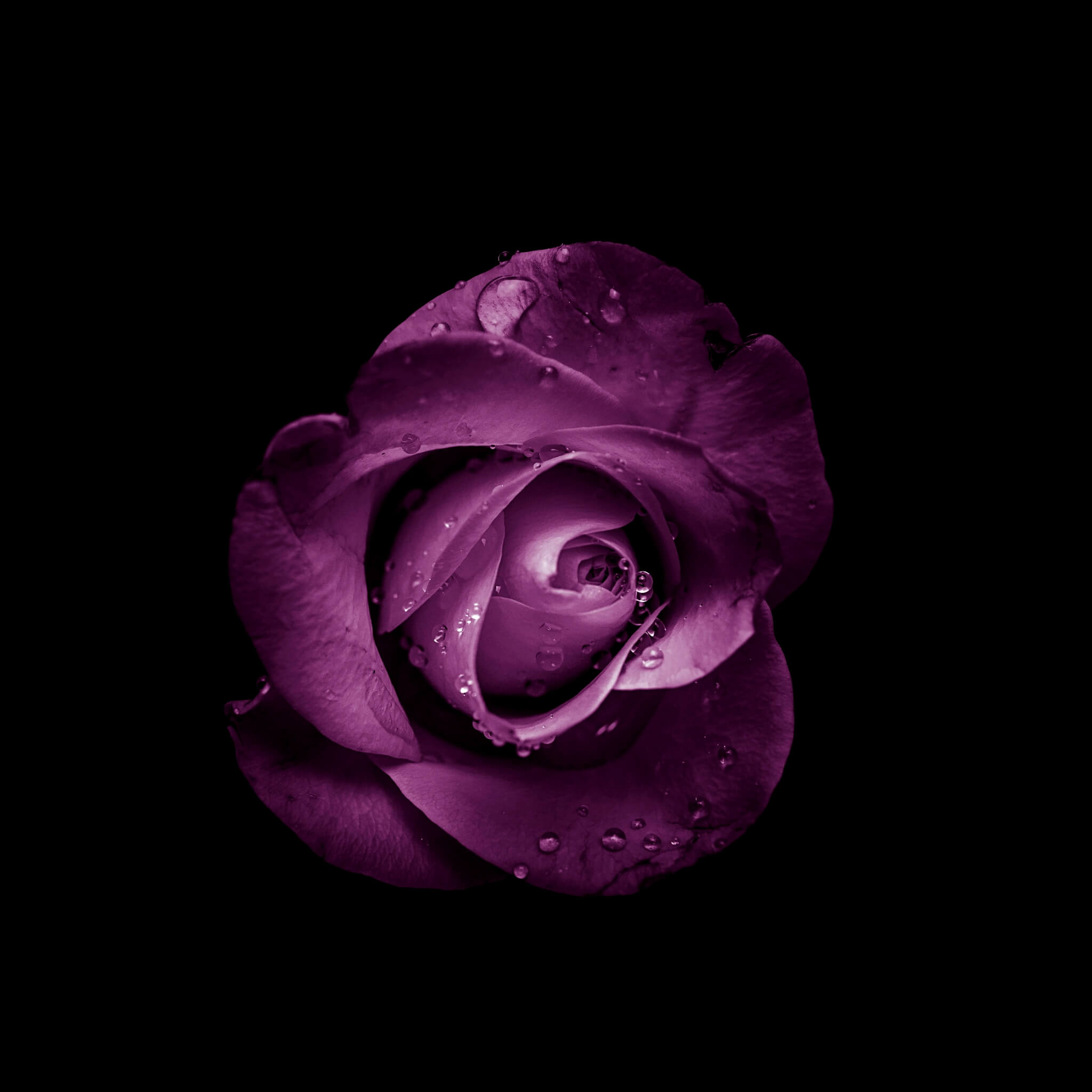 最も人気のある スマホ 壁紙 黒薔薇