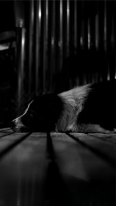 寝そべっている犬