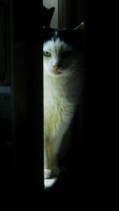 みつめている猫