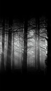 森の中に差し込む光