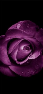 紫のバラ1