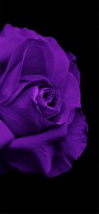 紫のバラ2