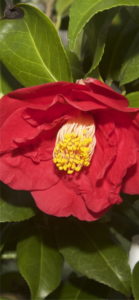 赤い椿1