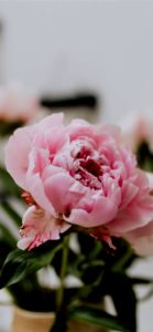 ピンクのしゃくやく1