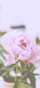 ピンクのしゃくやく2