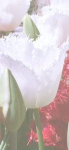 赤と白のチューリップ2