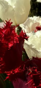 赤と白のチューリップ3