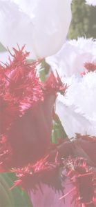 赤と白のチューリップ4