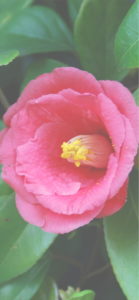 ピンクの椿2