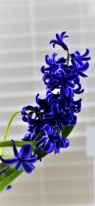 青いヒヤシンス1