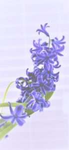 青いヒヤシンス2