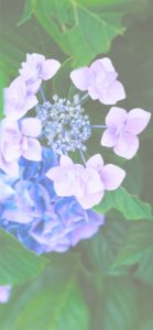 ピンクのあじさいとつぼみ2