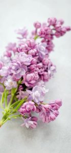 パステルピンクの花1