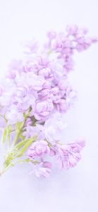 パステルピンクの花2