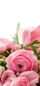 ピンクのラナンキュラス1