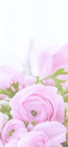 ピンクのラナンキュラス2