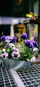 紫のパンジーのプランター1