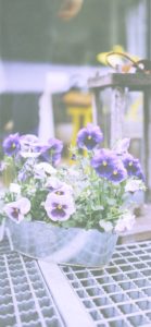 紫のパンジーのプランター2