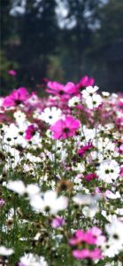 ピンクと白のコスモス1