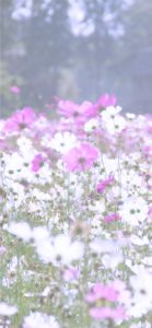 ピンクと白のコスモス2