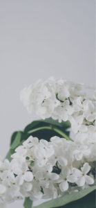 白い壁と白い花2