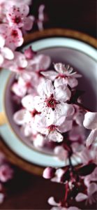 器に飾った桜1