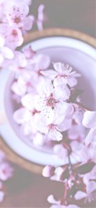 器に飾った桜2