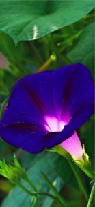 紫の朝顔1