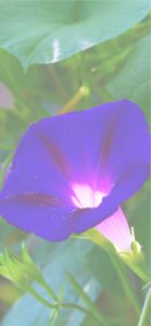 紫の朝顔2