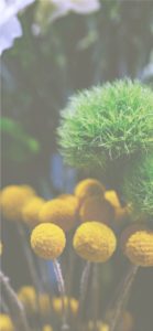 グラスペディア2