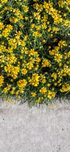 塀の上の黄色い花1