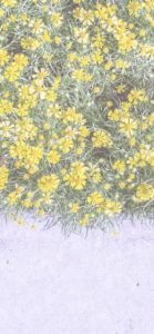 塀の上の黄色い花2