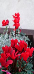赤いシクラメン1